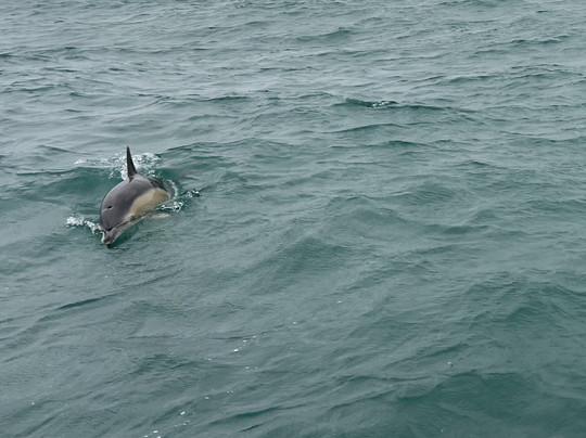 St Ives Boats Dolly P-圣艾维斯必去景点