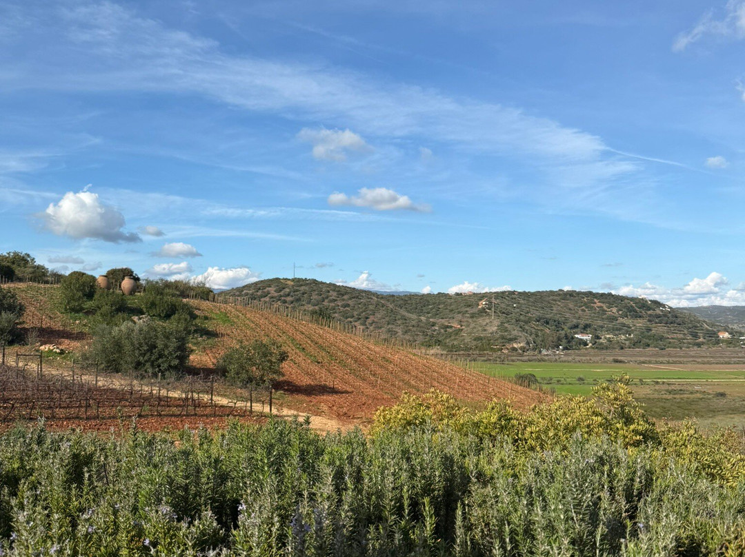 Arvad Wines-Estombar必去景点