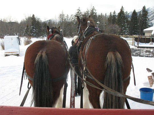 Banff Trail Riders-班夫必去景点