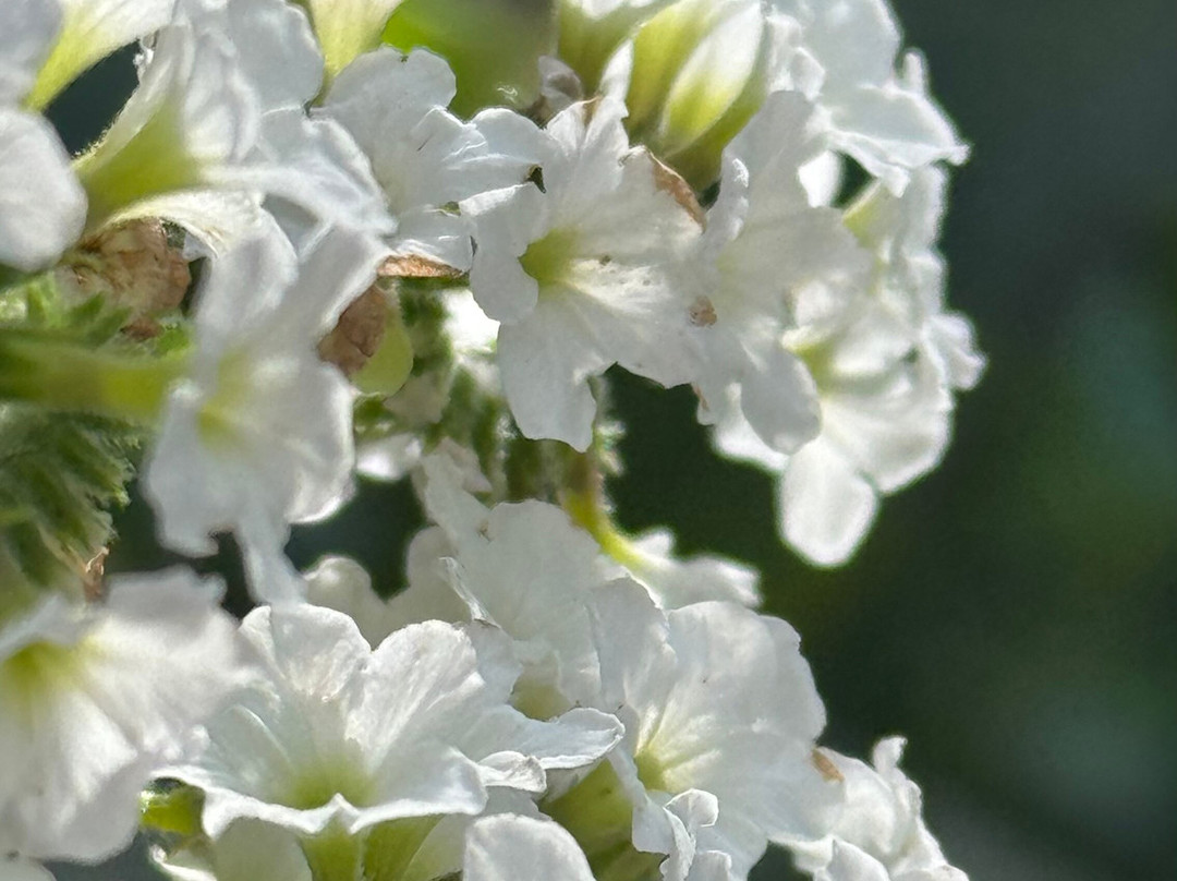 Herb Garden Tabinikki Fujikawaguchiko Garden-富士河口湖町必去景点