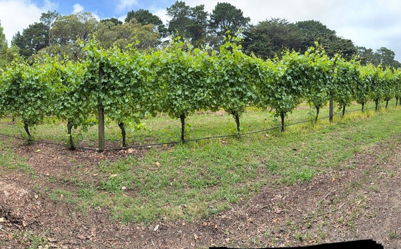 Amour of the Grape Tours-Rosebud必去景点