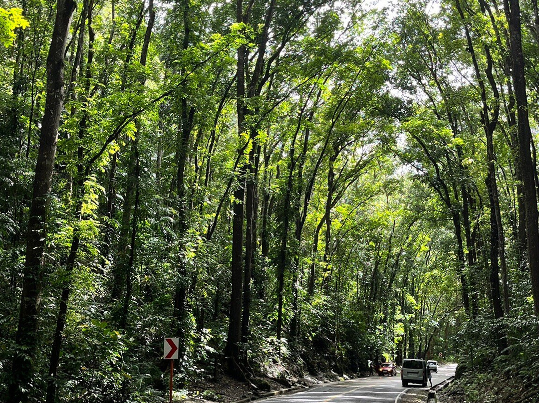 Bilar Man-Made Mahogany forest-Bilar必去景点