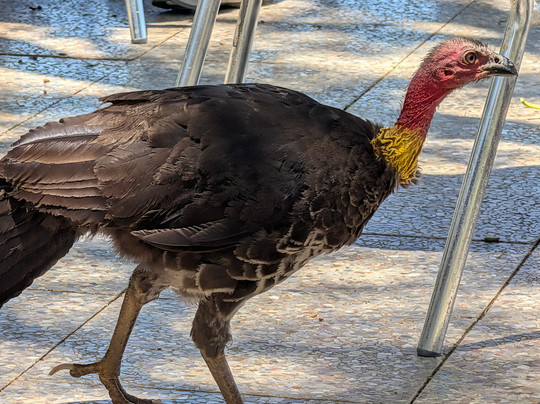 悉尼湾国家公园-莫斯曼必去景点