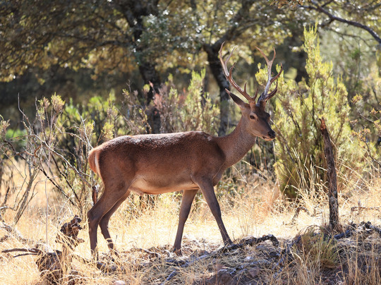 Sierra de Andújar – Lynx Territory-Andujar必去景点