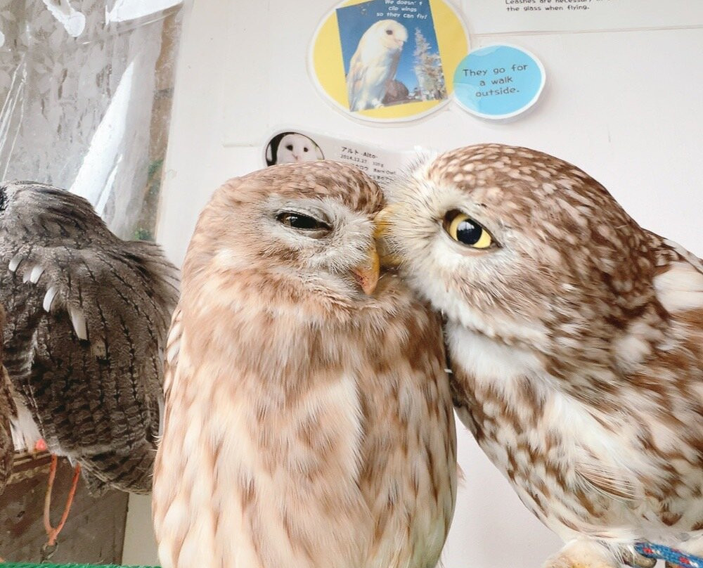 猫头鹰咖啡馆-涩谷区必去景点