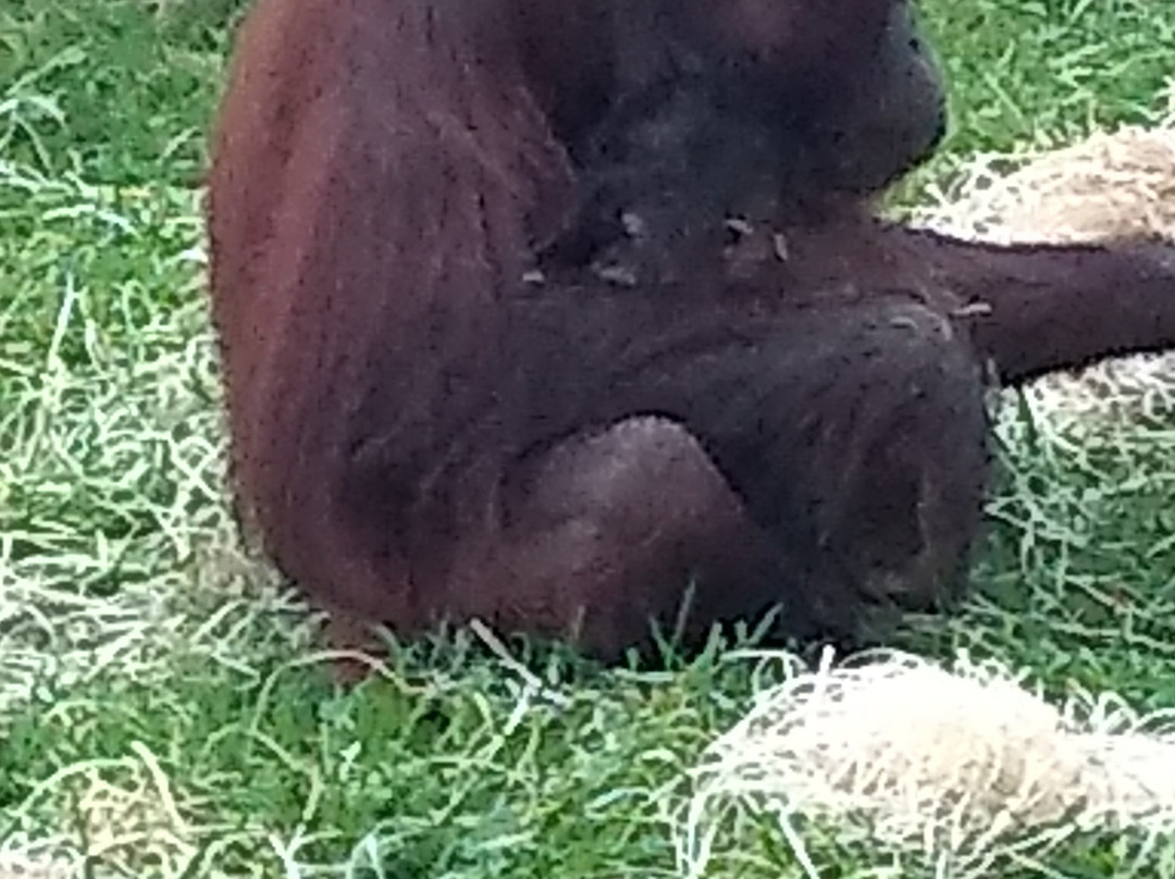 Wingham Wildlife Park-Wingham必去景点