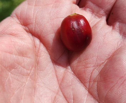 Fairview Coffee Estate-内罗毕必去景点