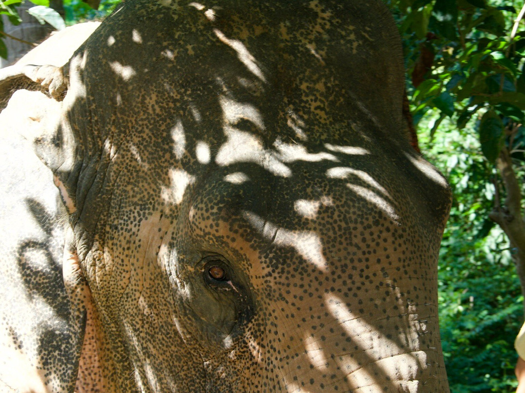 Samui Elephant Sanctuary-波普特必去景点