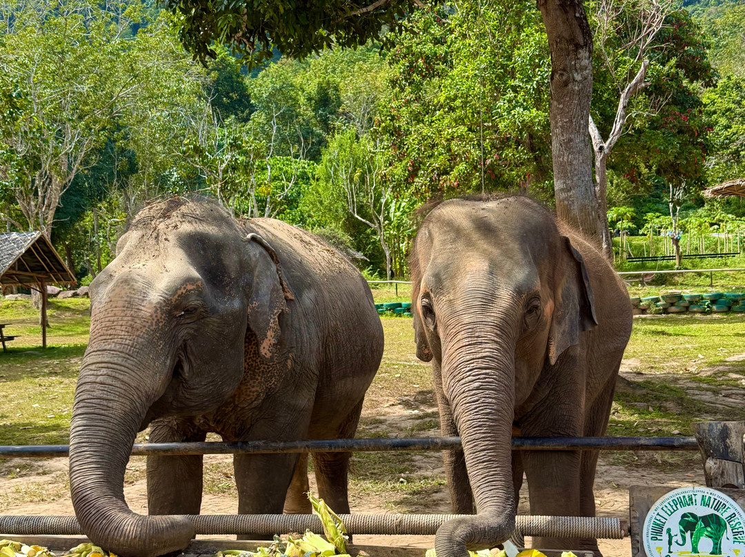 Phuket Elephant Nature Reserve-他朗必去景点