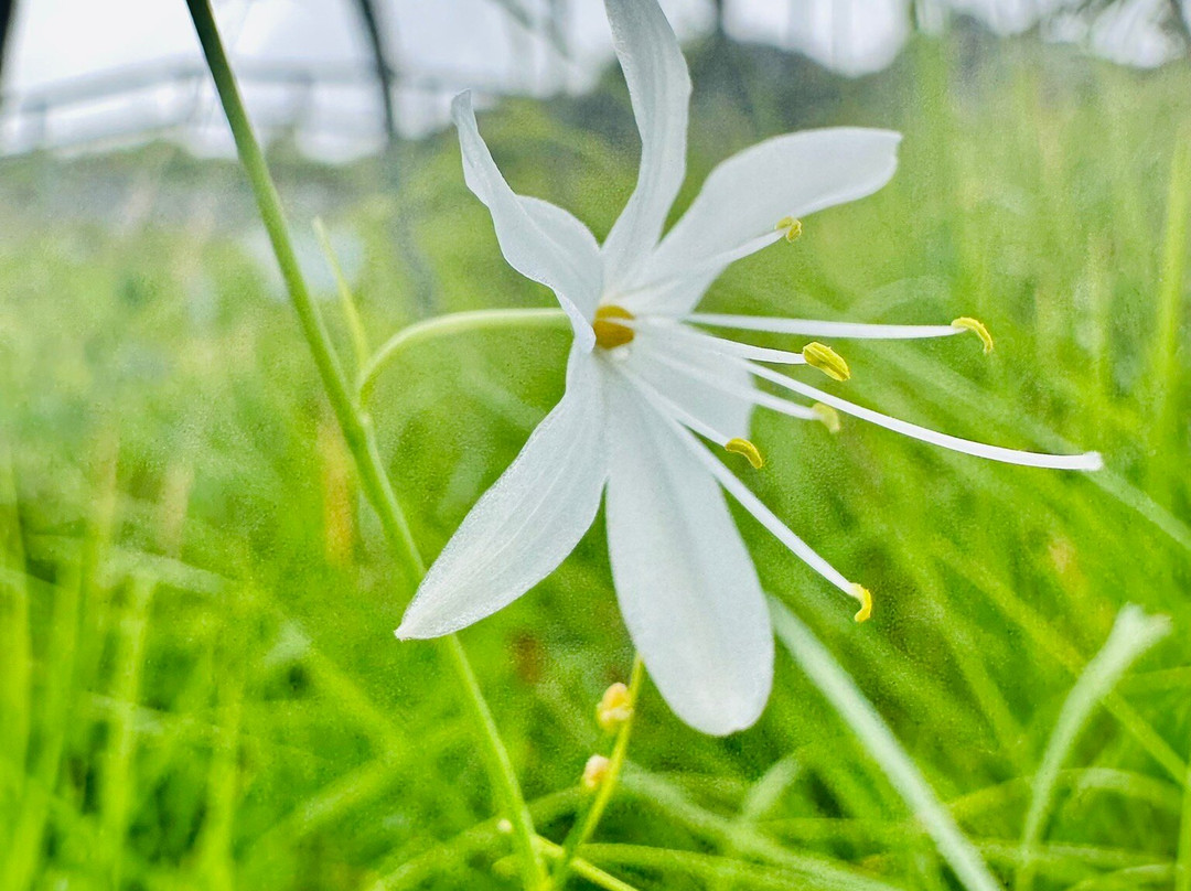 Orto Botanico Pellegrini - Ansaldi-马萨必去景点