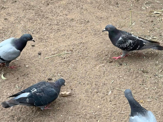 Featherdale Sydney Wildlife Park-Doonside必去景点