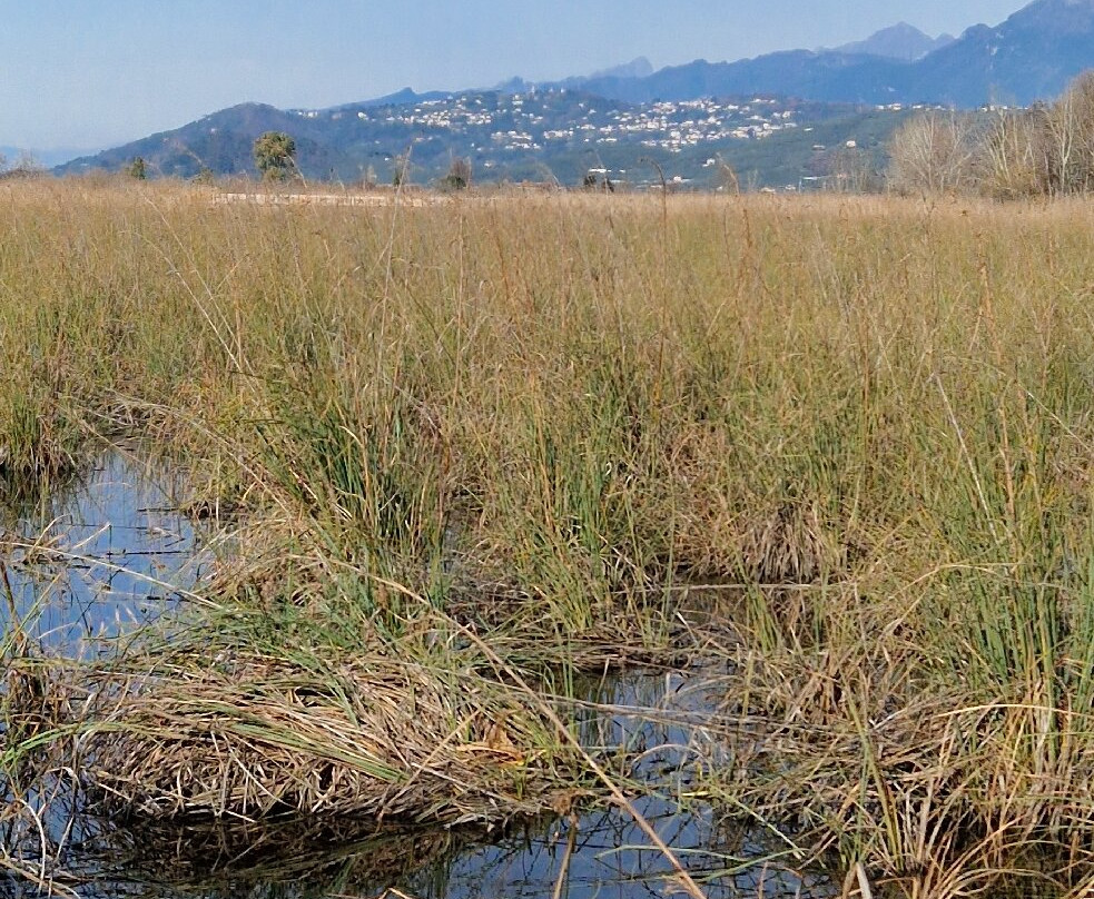 Lake Massaciuccoli-Torre del Lago Puccini必去景点