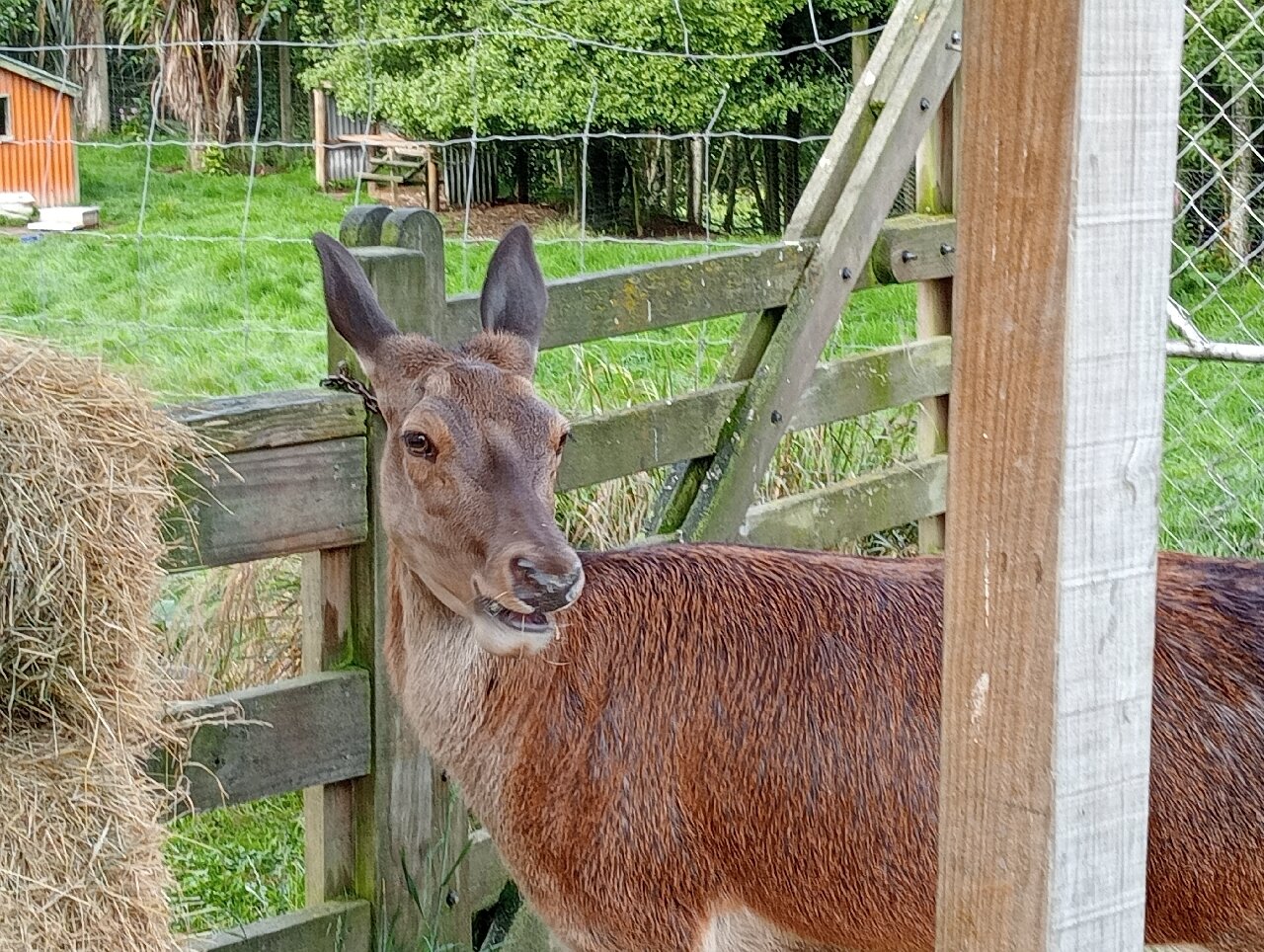 奇异岛汽车旅馆及假日公园酒店-官方
