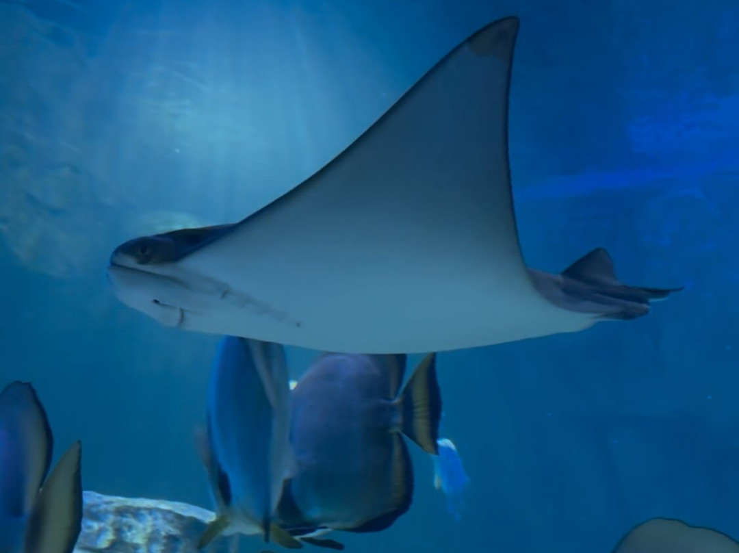 Marassi Aquarium & Underwater Zoo-Diyar Al Muharraq必去景点