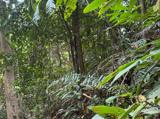 Chiclets Zipline-哈科必去景点