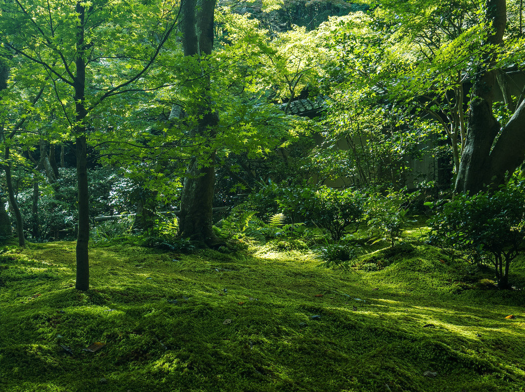 Gioji Temple-野洲市必去景点