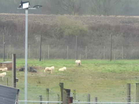 Jimmy's Farm & Wildlife Park-伊普斯威奇必去景点