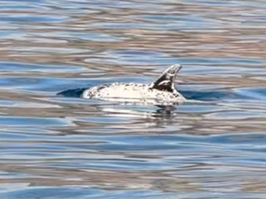 Keeper Uno-Playa de Mogan必去景点