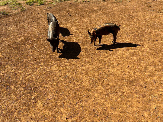 Kauai Safaris-利胡埃必去景点