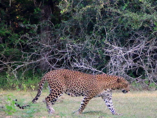 Travel With Asanka-康提必去景点
