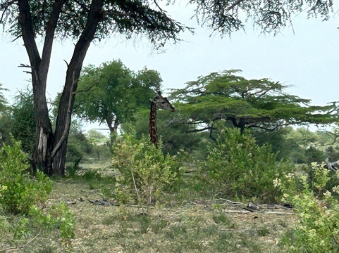 Dallas Africa Safaris-阿鲁沙必去景点