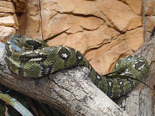 Welsh Mountain Zoo-科尔温湾必去景点