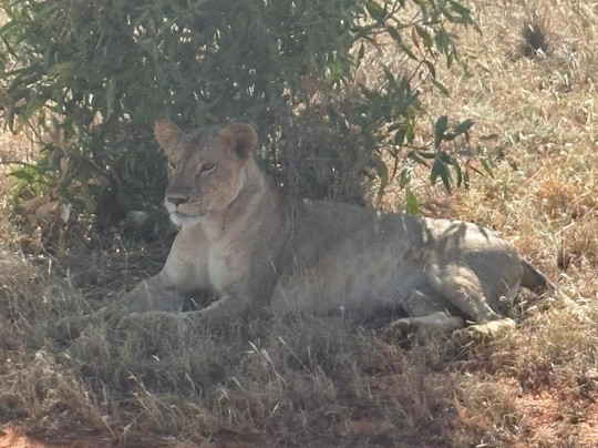 Abdull Safari Kenya-瓦塔木必去景点