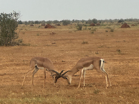 Discovery Kenya con Fragola-瓦塔木必去景点