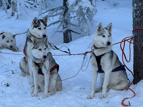 Arctic Borealis Huskies-Ranua必去景点