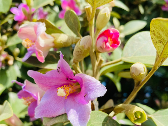 West Head Lookout-弗林德斯必去景点