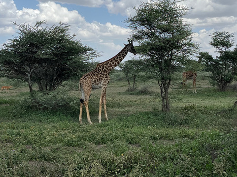 Safari Avventura-阿鲁沙必去景点