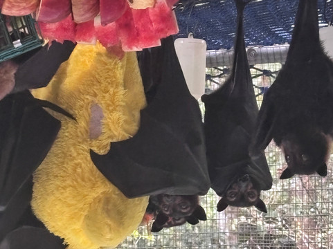 The Bat Hospital Visitor Centre- 阿瑟顿必去景点