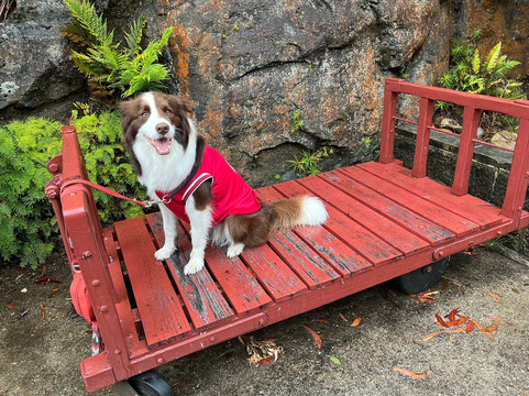 Zig Zag Railway-利特高必去景点