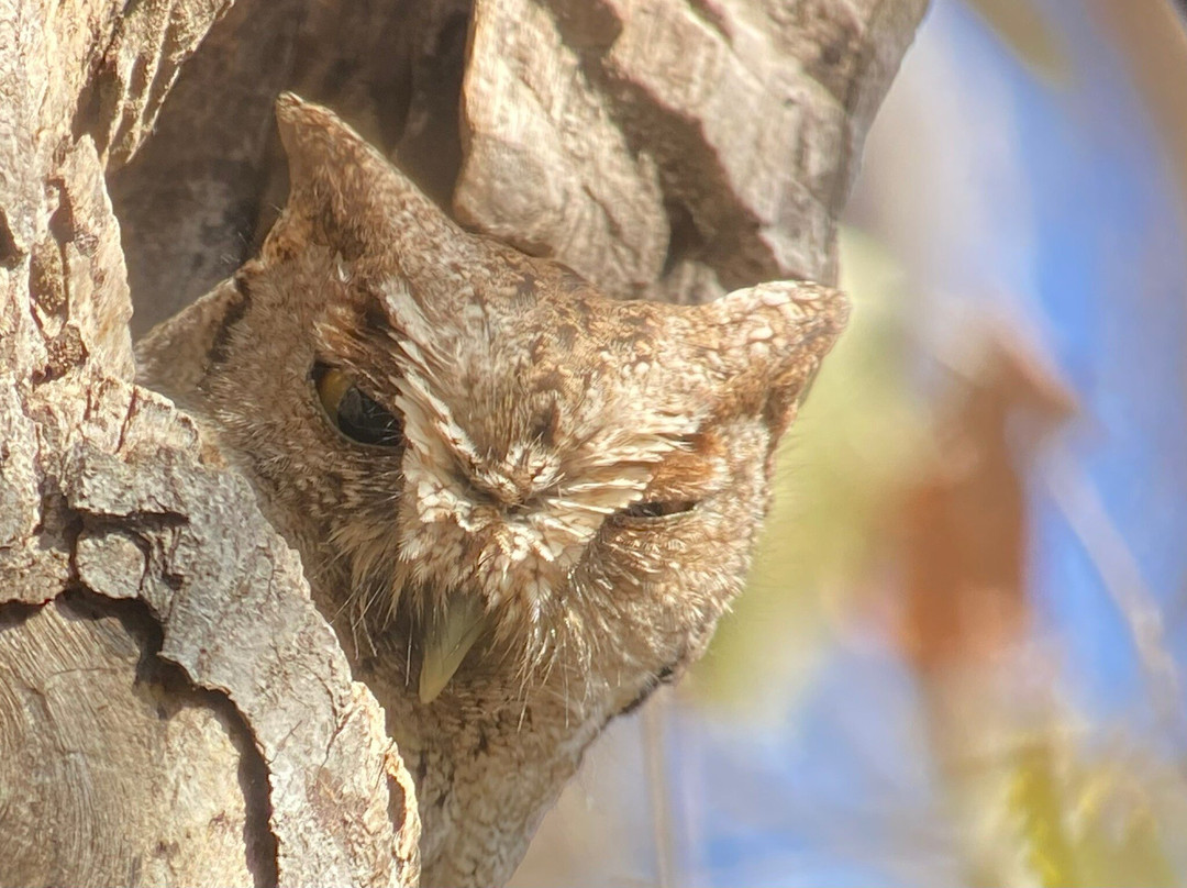 Bird Guide Cornelio-瓦图尔科必去景点