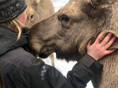 Virum Algpark-Vimmerby必去景点