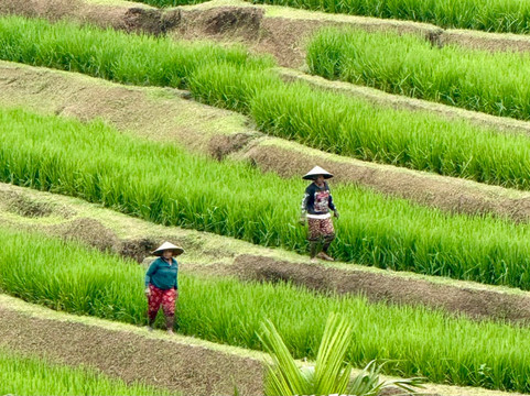 Bali Chauffeur - Day Tours-沙努尔必去景点