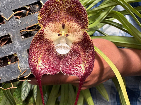 Volcan Ecotours-渥肯必去景点