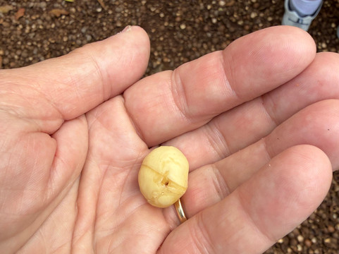 Purdy's All-Natural Macadamia Nut Farm-摩洛凯岛必去景点