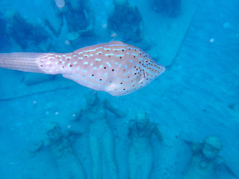 Under SXM-Little Bay必去景点