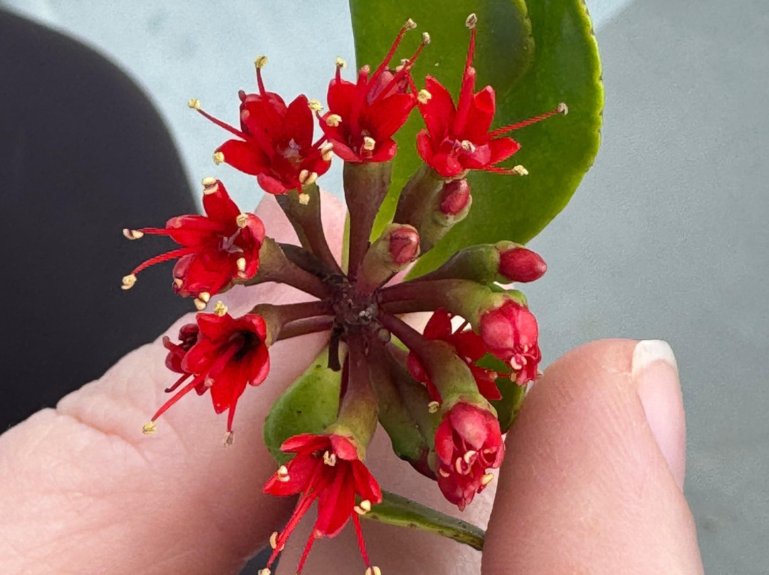 JungleWalla Desaru-本那瓦镇必去景点