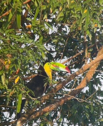 Birding Pipeline Panama-甘博阿必去景点