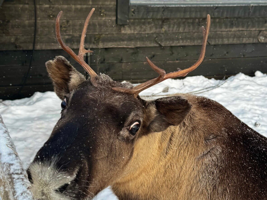 Local Lifestyle Rovaniemi-罗瓦涅米必去景点