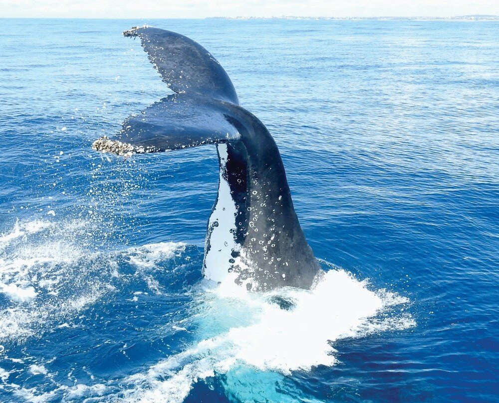 Sunshine Coast Afloat-穆鲁拉巴必去景点