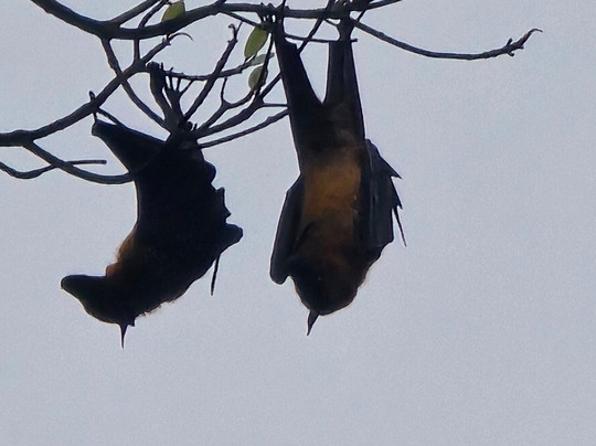 Bentota Travel Mart-班托塔必去景点