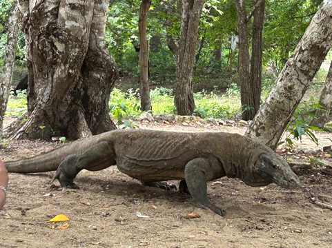 Top Komodo Tours-科莫多必去景点