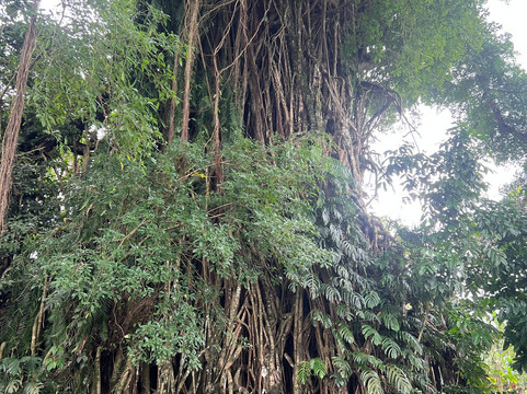 Millennium Tree (Balete tree)-Maria Aurora必去景点