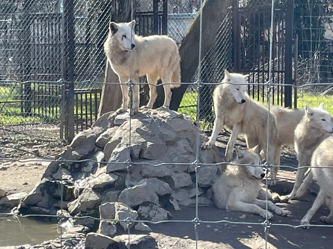Skopje ZOO-斯科普里必去景点