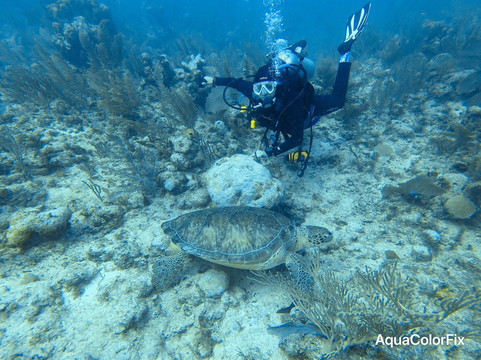 Blue Experience Diving-艾库玛尔必去景点