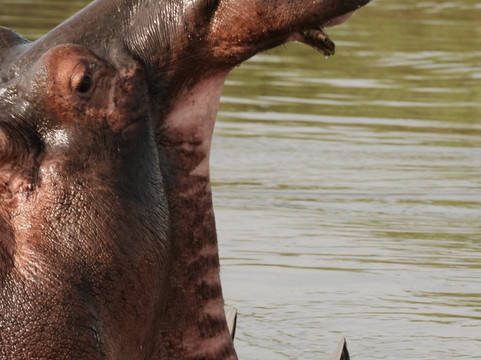 Meijo Safaris-阿鲁沙区必去景点
