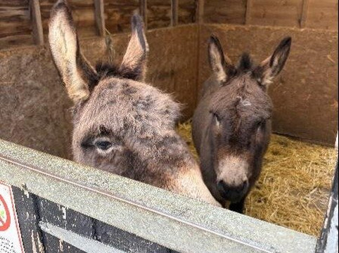 All Things Alpaca Ltd-切姆斯福德必去景点